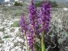 Orchidées près de l'observatoire de Calern