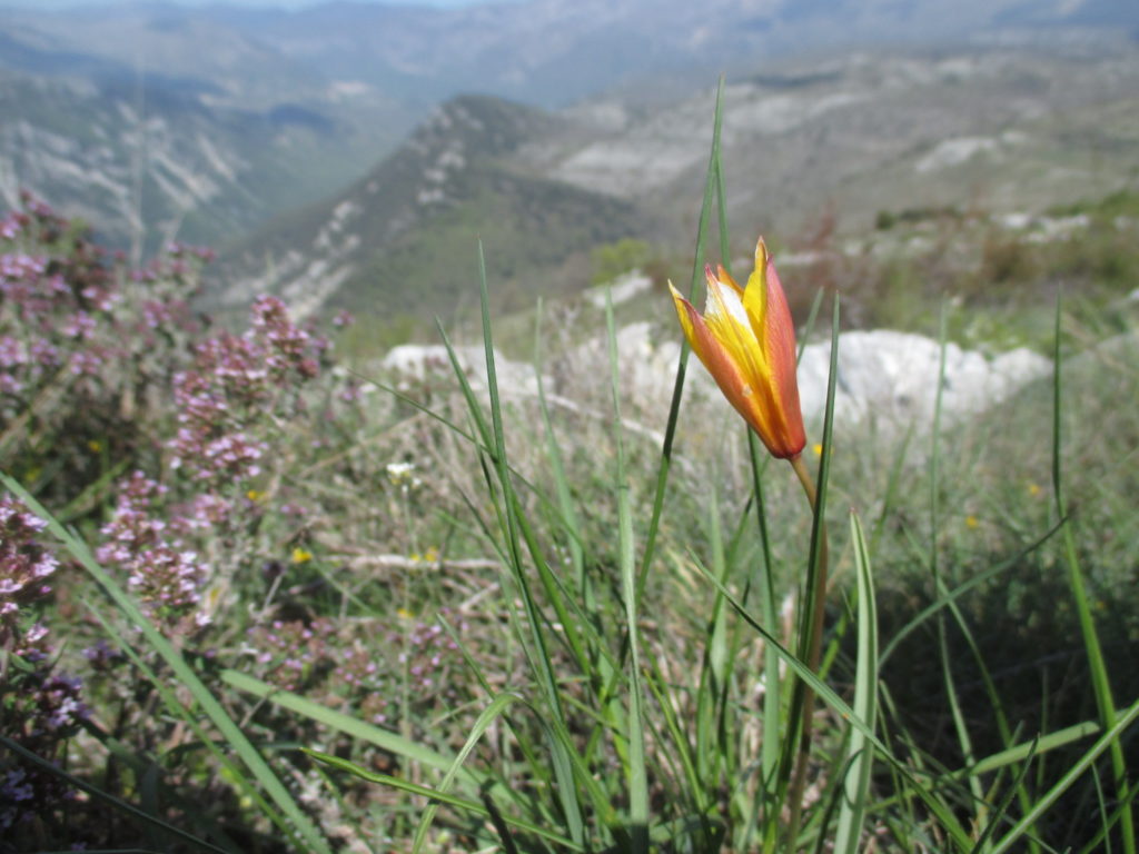 Tulipe flore caussol Rando06