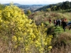 Randonnée mimosa à Auribeau su Siagne