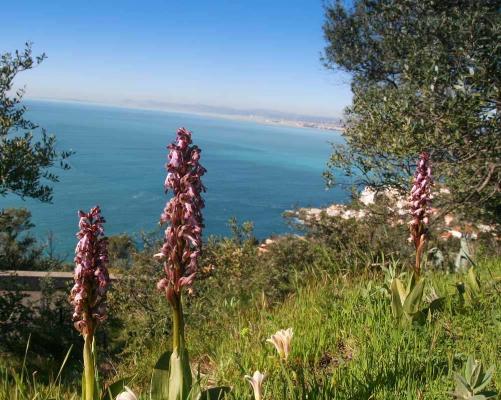Orhis Géant au Mont Boron à Nice ! Randos orchidées avec Rando06