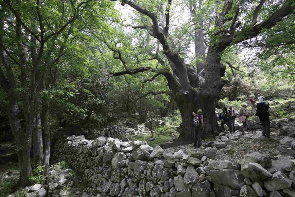 Chêne millénaire, baou de la Gaude, randonnée avec rando06