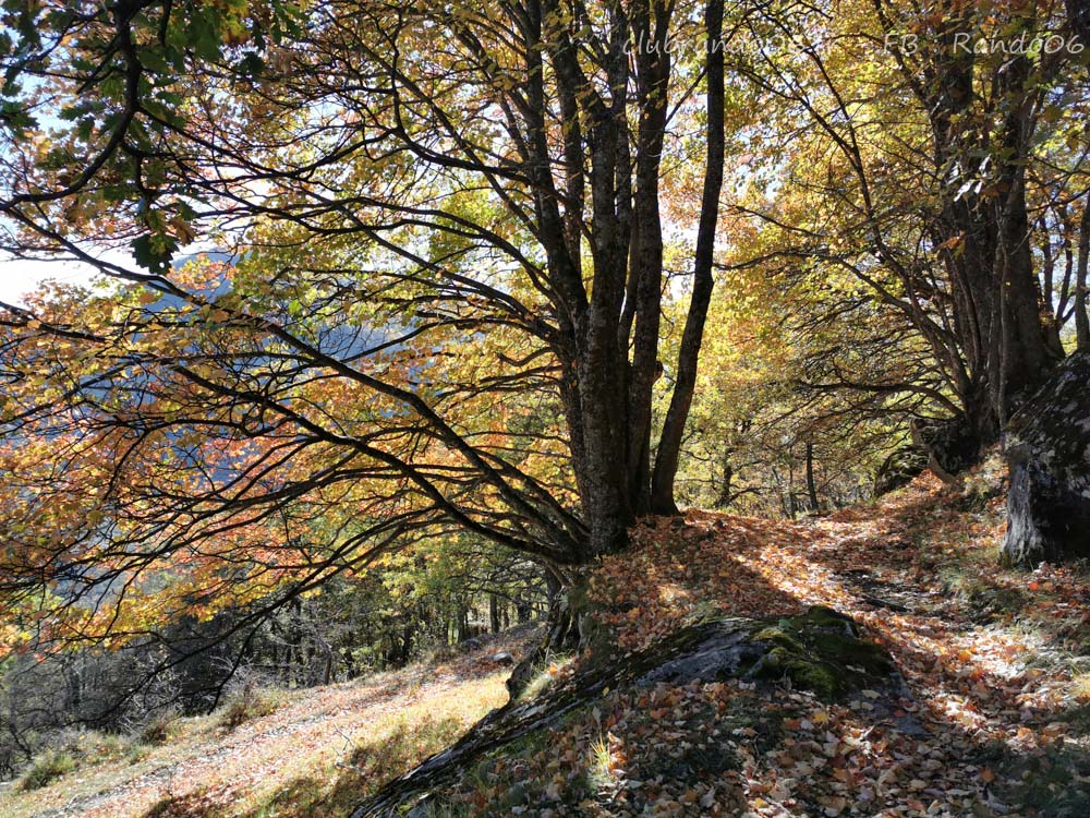 Forêts autour de Braux et Argenton face aux Grès d'Annot avec clubrando06