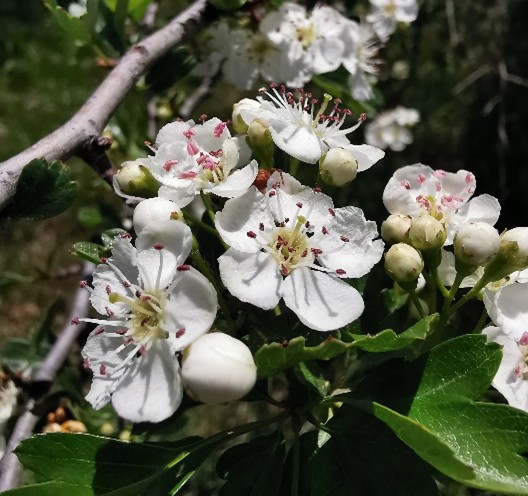 Aubépine