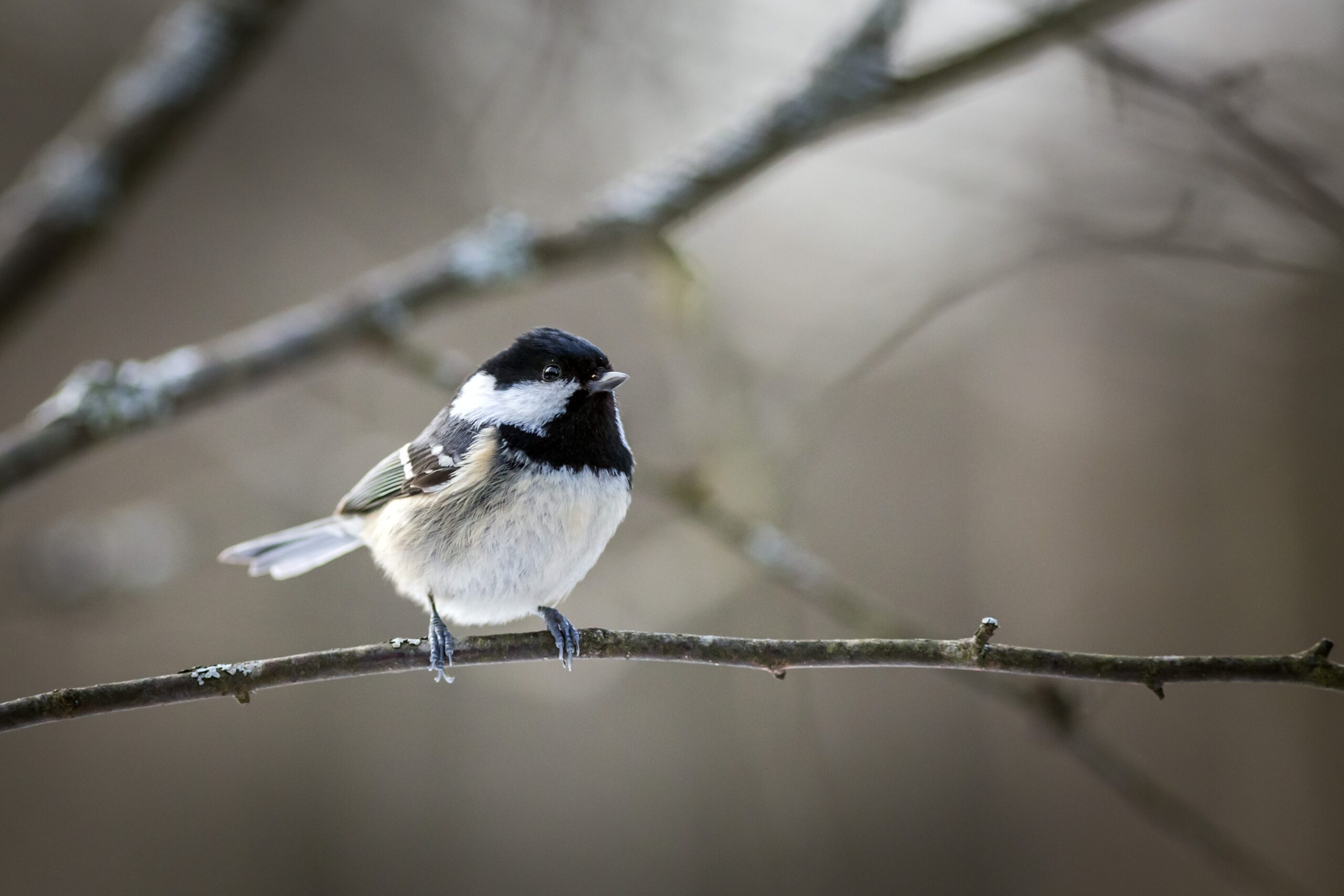 Mésange noire : Image par Erik Karits