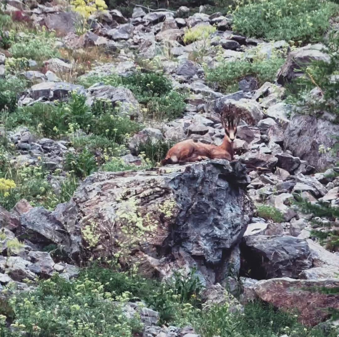 Chamois Parc national du Mercantour