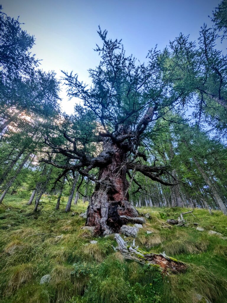 Vieux Mélèze