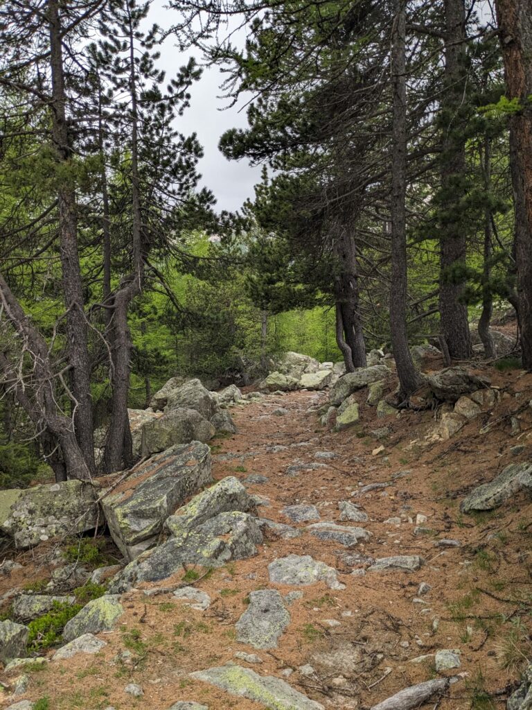 Sanguinière